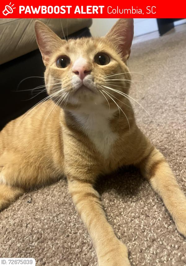 Lost Male Cat last seen Two notch , Columbia, SC 29223