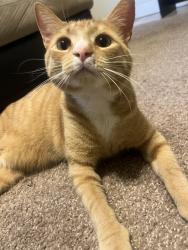 Lost Male Cat last seen Two notch , Columbia, SC 29223