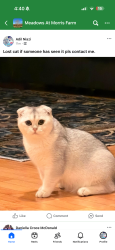 Lost Male Cat last seen Song sparrow drive Gainesville , Gainesville, VA 20155