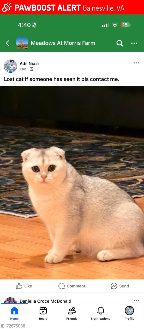 Lost Male Cat last seen Song sparrow drive Gainesville , Gainesville, VA 20155