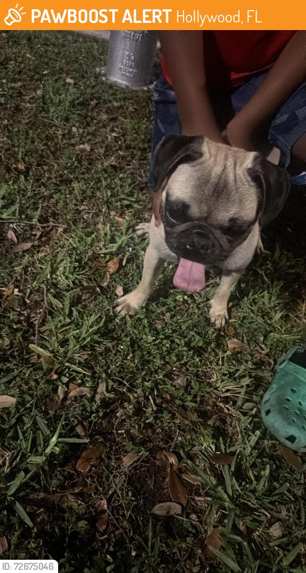 Found/Stray Male Dog last seen Near & Washington , Hollywood, FL 33024