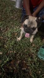 Found/Stray Male Dog last seen Near & Washington , Hollywood, FL 33024