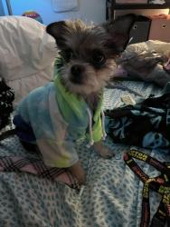 Lost Male Dog last seen Dunn Ave and bill frace blvd , Daytona Beach, FL 32114