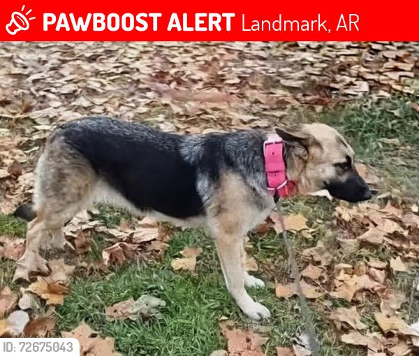 Lost Female Dog last seen Southern Bell, Bracy Road - Landmark/East End, Landmark, AR 72206