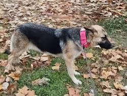 Lost Female Dog last seen Southern Bell, Bracy Road - Landmark/East End, Landmark, AR 72206