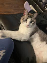 Lost Male Cat last seen Benson Hwy , Tucson, AZ 85706