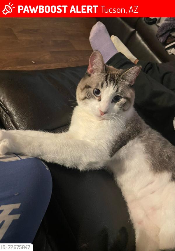 Lost Male Cat last seen Benson Hwy , Tucson, AZ 85706
