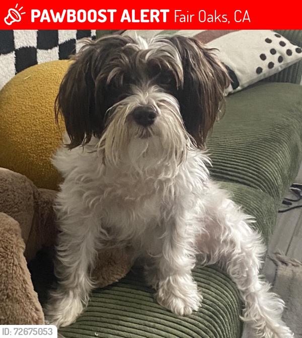 Lost Female Dog last seen Dewey, Fair Oaks, CA 95628