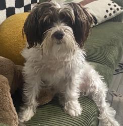Lost Female Dog last seen Dewey, Fair Oaks, CA 95628