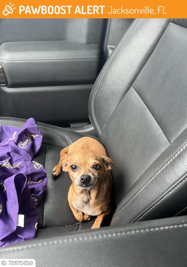 Found/Stray Male Dog last seen Jean Ribault Middle School, Jacksonville, FL 32208
