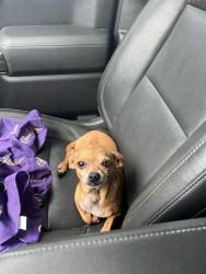 Found/Stray Male Dog last seen Jean Ribault Middle School, Jacksonville, FL 32208
