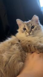 Lost Female Cat last seen Bluegrass Vet, Sparta, TN 38583
