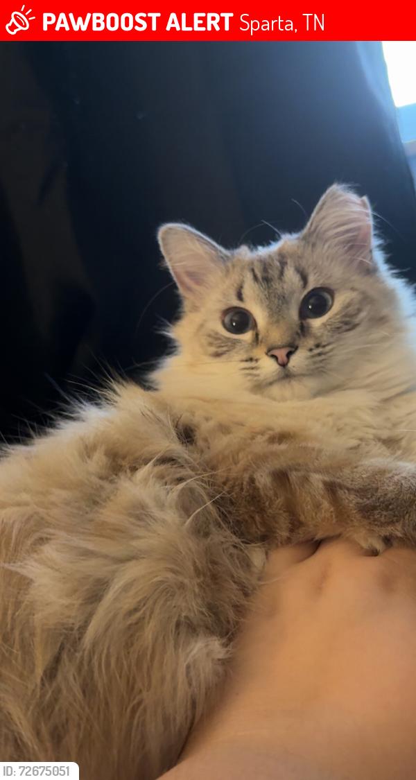 Lost Female Cat last seen Bluegrass Vet, Sparta, TN 38583