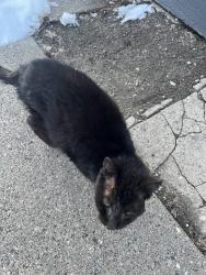 Found/Stray Unknown Cat last seen Irving and 22nd Nave, Minneapolis, MN 55411