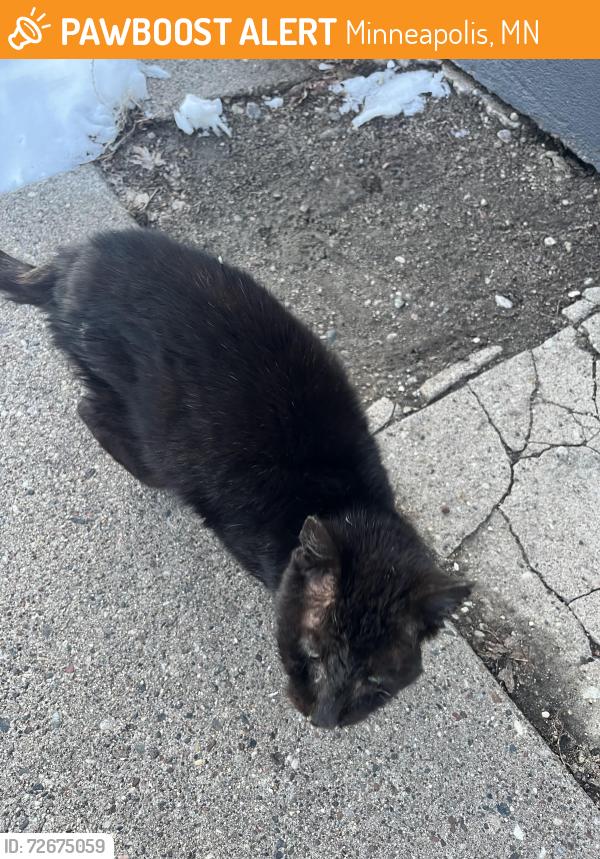 Found/Stray Unknown Cat last seen Irving and 22nd Nave, Minneapolis, MN 55411