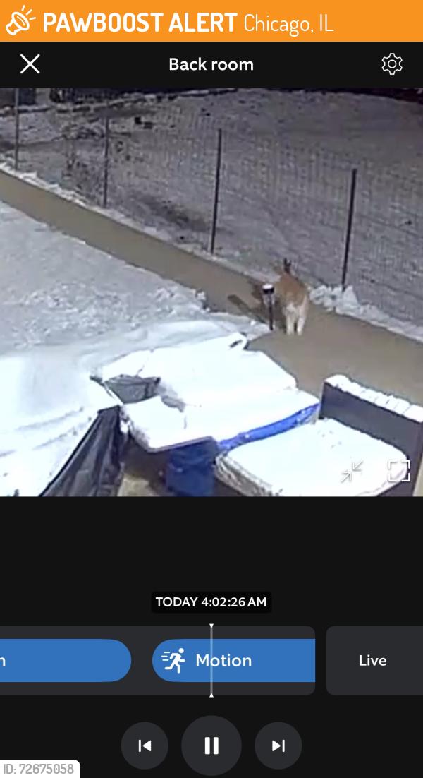 Found/Stray Unknown Cat last seen Oak Park Ave & Schubert Street, Chicago, IL 60707