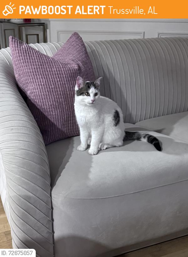Found/Stray Male Cat last seen Advent cir, Trusville Al 35173, Trussville, AL 35173