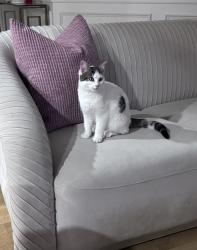 Found/Stray Male Cat last seen Advent cir, Trusville Al 35173, Trussville, AL 35173