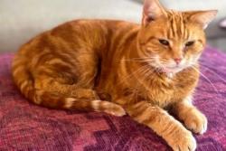 Lost Female Cat last seen hmstd Rd & Rogers Rd, Orange County, NC 27516