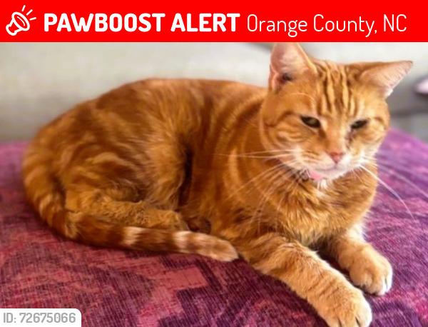 Lost Female Cat last seen hmstd Rd & Rogers Rd, Orange County, NC 27516