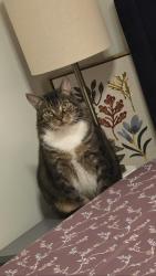 Lost Male Cat last seen Barnett Shoals One Athens apmts, Athens, GA 30605