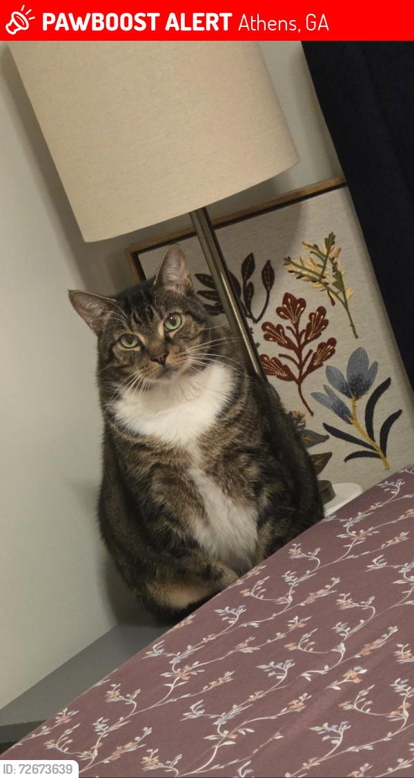 Lost Male Cat last seen Barnett Shoals One Athens apmts, Athens, GA 30605