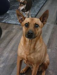 Lost Male Dog last seen Wynwood subdivision , San Antonio, TX 78253