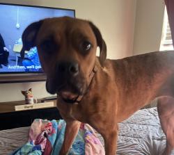 Lost Female Dog last seen Laclede Station Road, Maplewood, MO 63143