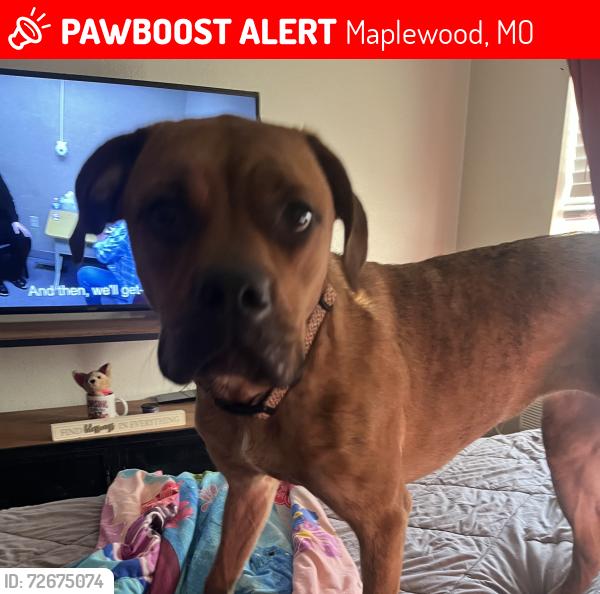 Lost Female Dog last seen Laclede Station Road, Maplewood, MO 63143