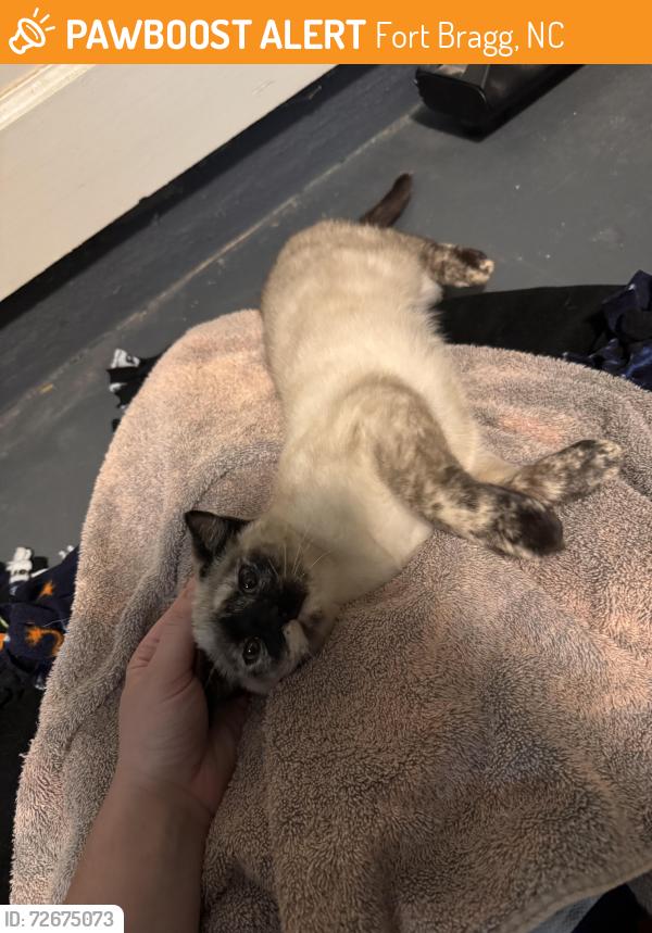 Found/Stray Unknown Cat last seen Nijmegen neighborhood , Fort Bragg, NC 28307