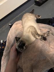 Found/Stray Unknown Cat last seen Nijmegen neighborhood , Fort Bragg, NC 28307