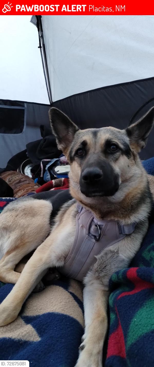 Lost Female Dog last seen Near Loma chata rd. Placitas nm , Placitas, NM 87043