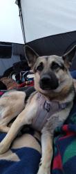Lost Female Dog last seen Near Loma chata rd. Placitas nm , Placitas, NM 87043
