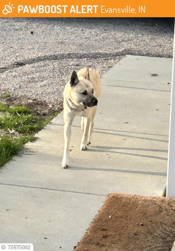 Found/Stray Male Dog last seen Claremont/Boehne Ave, Evansville, IN 47712