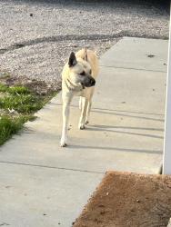 Found/Stray Male Dog last seen Claremont/Boehne Ave, Evansville, IN 47712