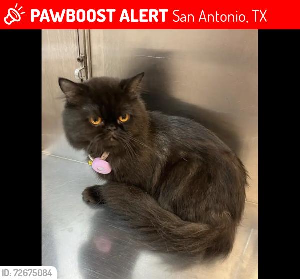 Lost Male Cat last seen Bailey Ave, San Antonio, TX 78210