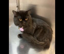 Lost Male Cat last seen Bailey Ave, San Antonio, TX 78210