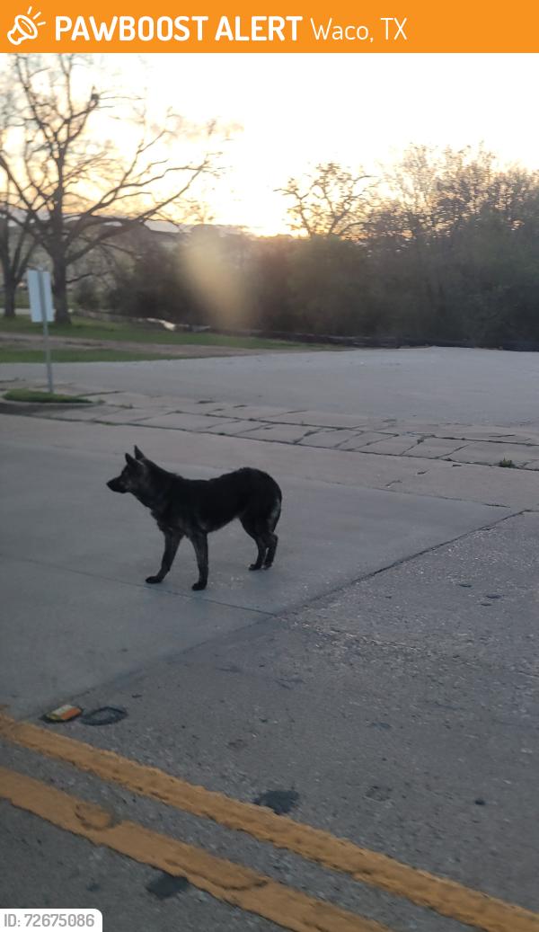 Found/Stray Unknown Dog last seen Between 4th and 5th on Jefferson , Waco, TX 76701