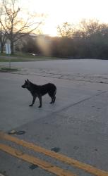 Found/Stray Unknown Dog last seen Between 4th and 5th on Jefferson , Waco, TX 76701