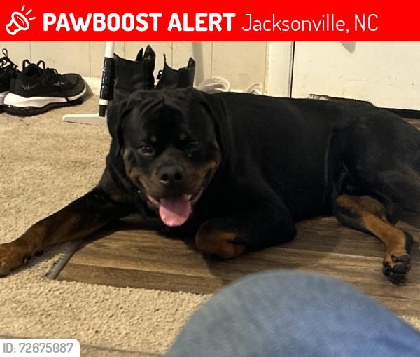 Lost Male Dog last seen Onlsow pines park, Jacksonville, NC 28540