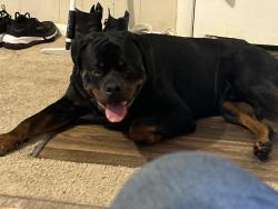 Lost Male Dog last seen Onlsow pines park, Jacksonville, NC 28540