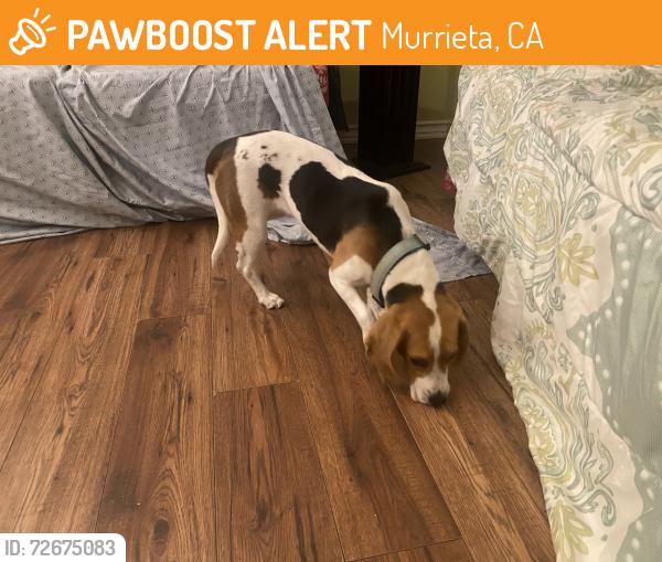 Found/Stray Female Dog last seen Hunter and Edgewood dr, Murrieta, CA 92563