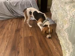 Found/Stray Female Dog last seen Hunter and Edgewood dr, Murrieta, CA 92563