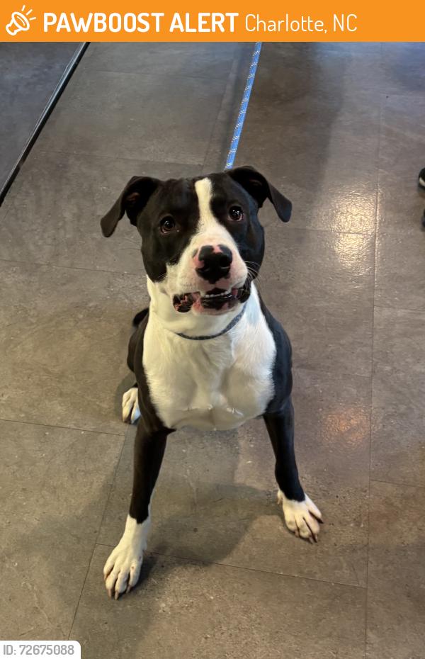 Found/Stray Male Dog last seen Noda, Charlotte, NC 28206