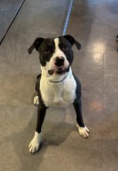 Found/Stray Male Dog last seen Noda, Charlotte, NC 28206