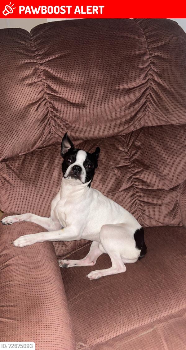 Lost Male Dog last seen By pine grove church in Fairview , Lexington County, SC 29070