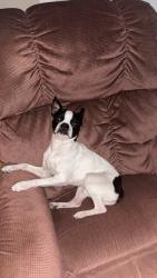 Lost Male Dog last seen By pine grove church in Fairview , Lexington County, SC 29070