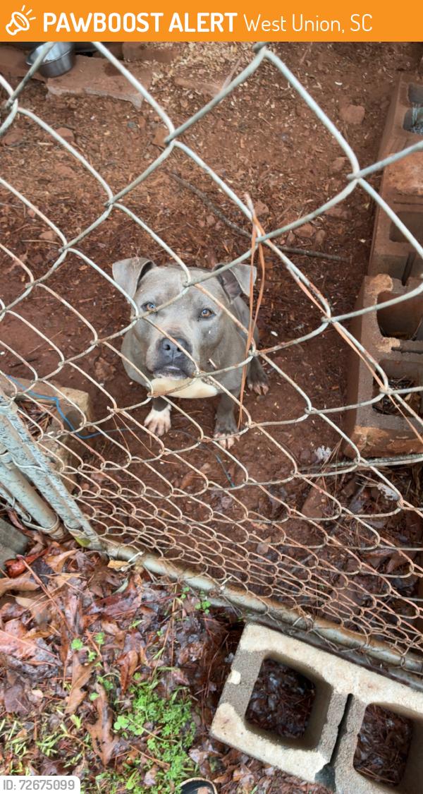 Found/Stray Male Dog last seen Near west union ingles , West Union, SC 29696