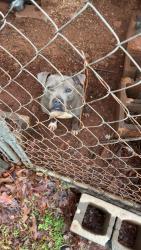 Found/Stray Male Dog last seen Near west union ingles , West Union, SC 29696