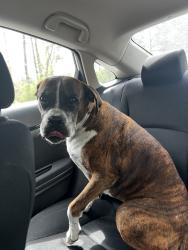 Found/Stray Female Dog last seen North 336, Conroe, TX 77301